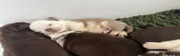 Pug dogs for sale: Kc lilac and choc pugs - 5 star licenced breeder - Advert 14