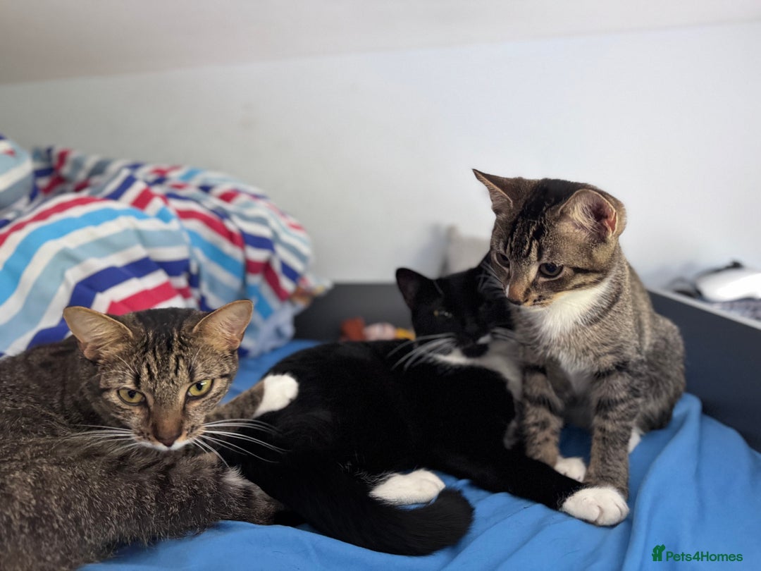 Mixed Breed cats for sale: Two Gorgeous Cats for Sale – Loving Homes Wanted - Advert 5