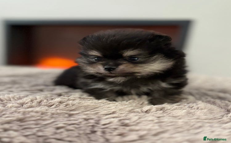 Pomeranian dogs - Advert 1