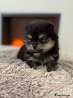 Pomeranian dogs - Advert 12