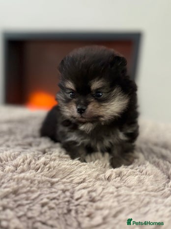 Pomeranian dogs - Advert 1