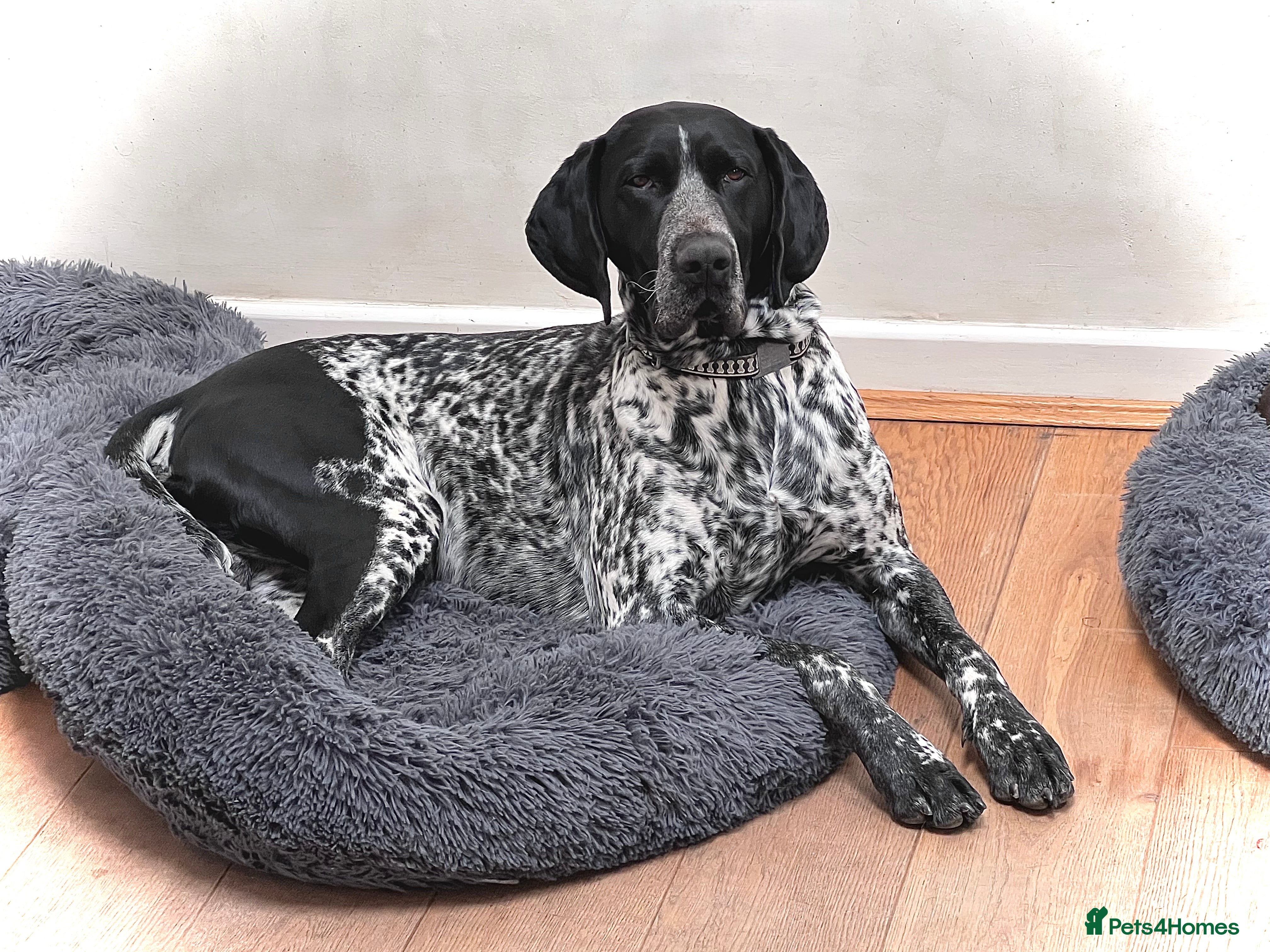 German Shorthaired Pointer dogs For Stud GSP Black and White - Advert 4