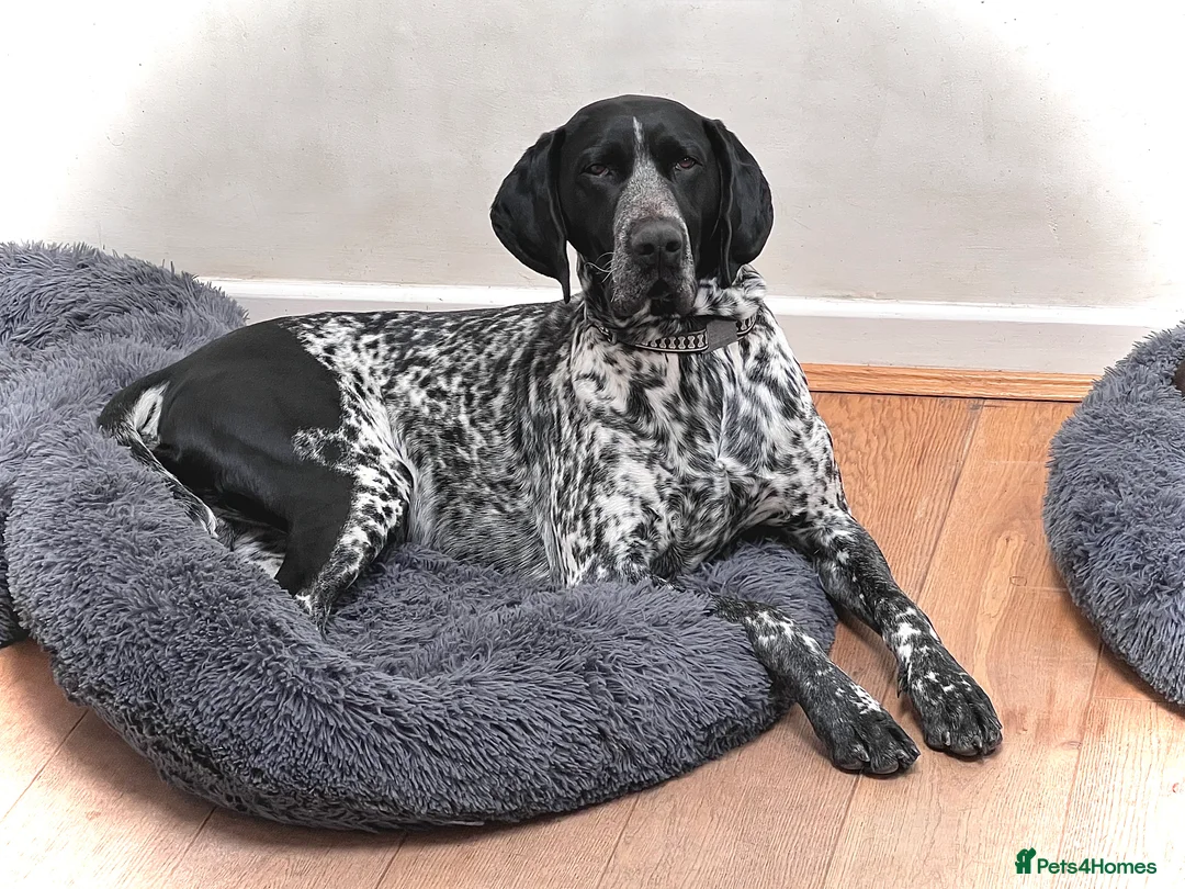 German Shorthaired Pointer dogs for stud: For Stud GSP Black and White - Advert 1