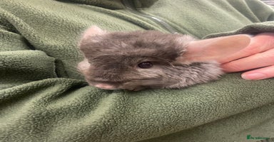 Chinchilla rodents Baby chinchillas  - Advert 4