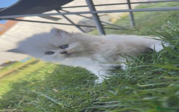 British Longhair cats for sale: 6 Adorable British ShortHair X LongHair kittens .  - Image 21