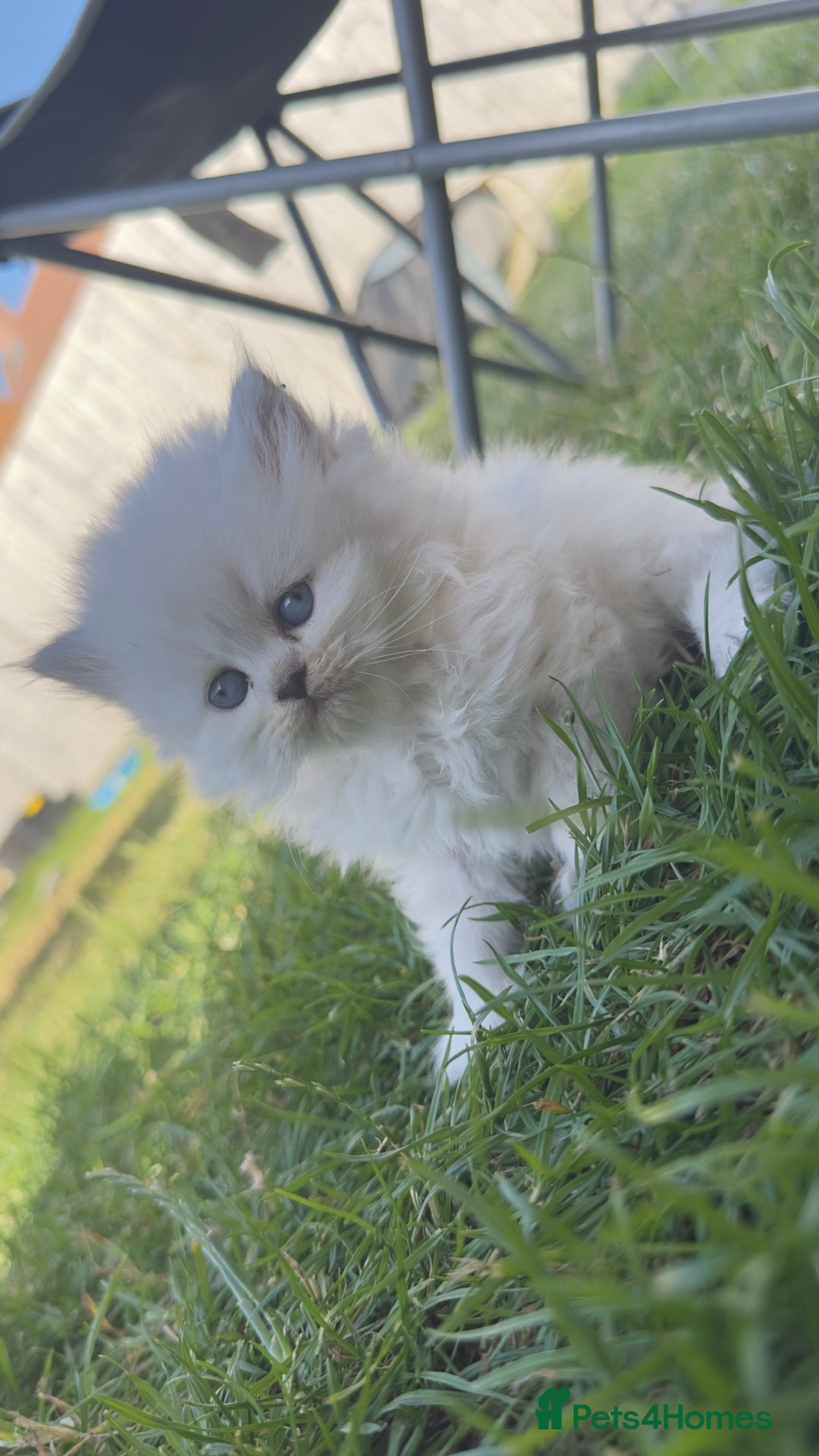 British Longhair cats for sale: 6 Adorable British ShortHair X LongHair kittens .  - Image 21
