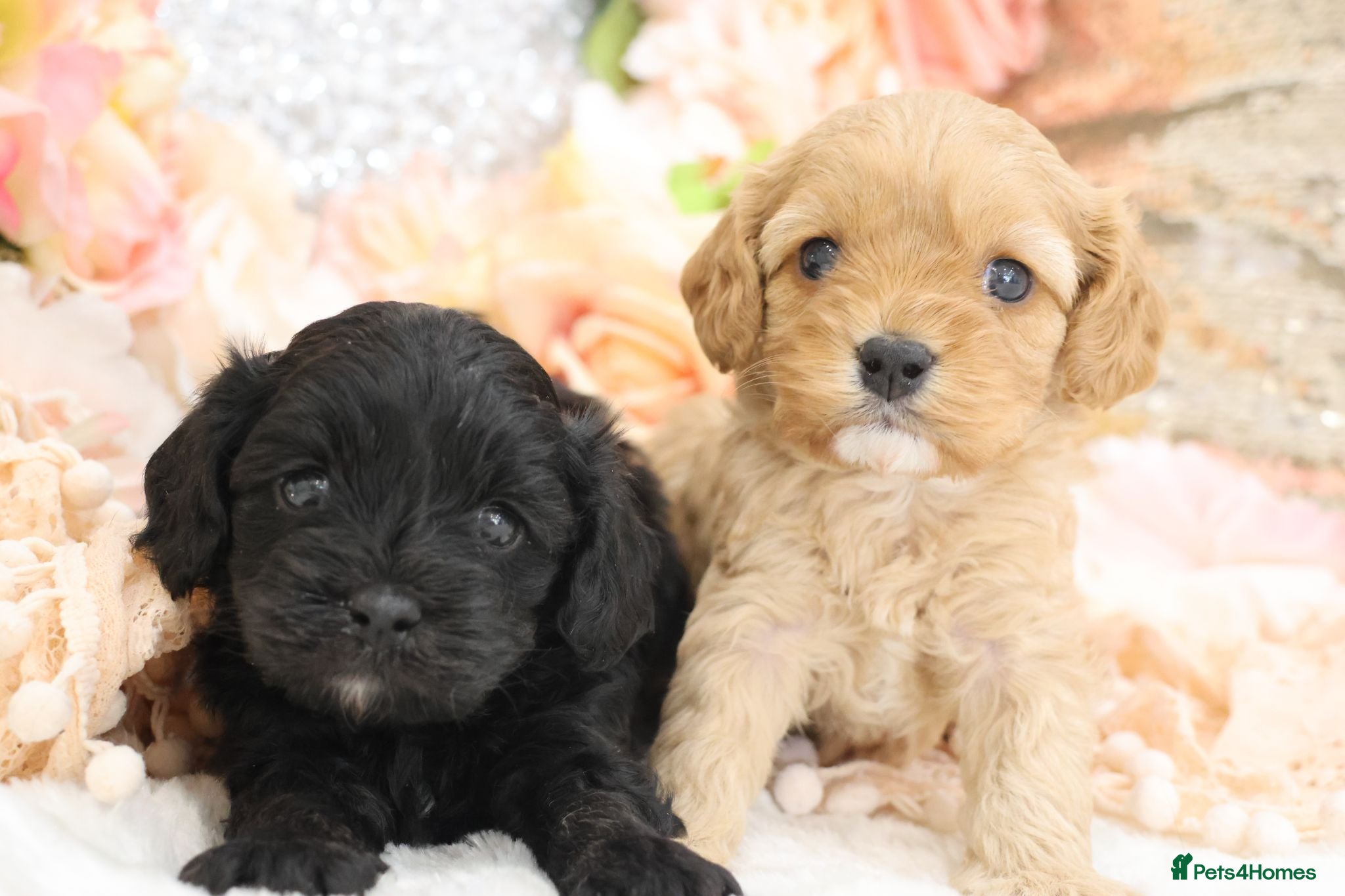 Cavapoo dogs Health Tested Cavapoos by Licensed Breeder - Advert 1