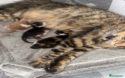 British Shorthair cats for sale: Black and white kitten  - Image 4