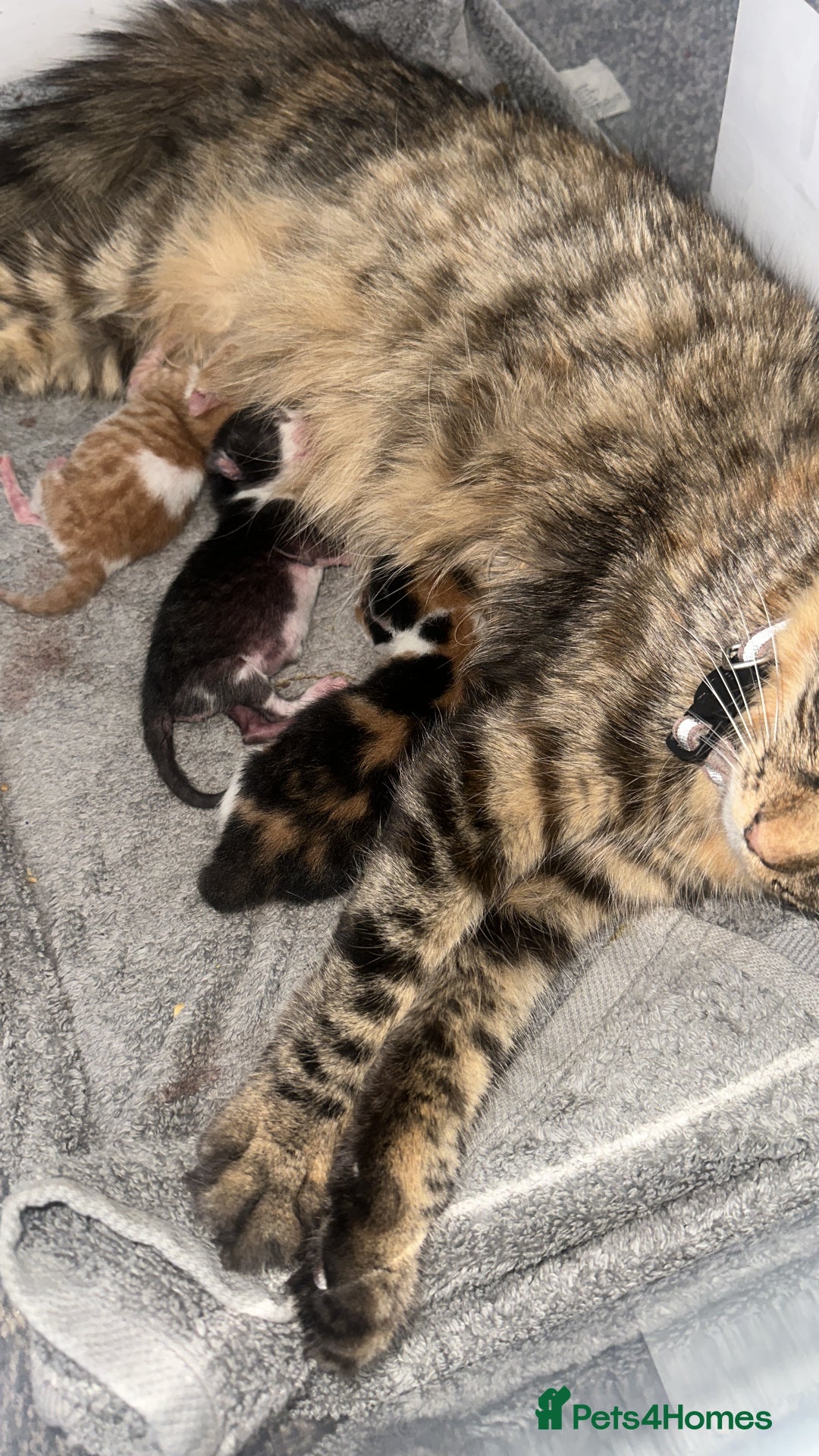 British Shorthair cats for sale: Black and white kitten  - Image 4