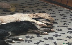 Mixed Breed dogs for sale: Fluffy Lhasa X Puppies – Family Raised! - Image 8