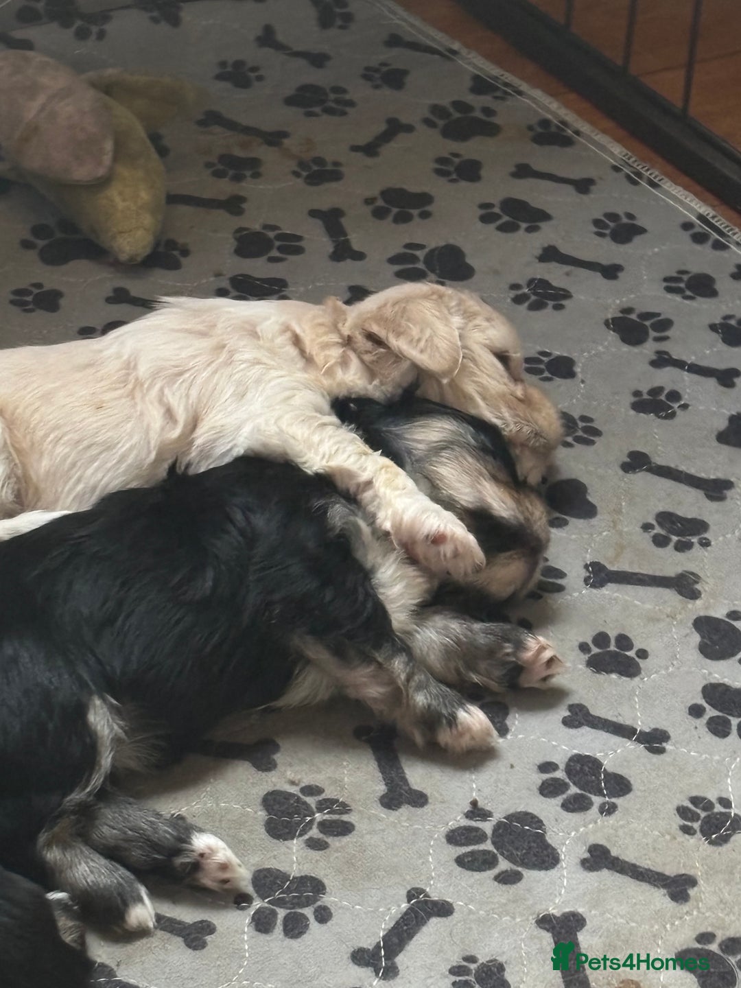 Mixed Breed dogs for sale: Fluffy Lhasa X Puppies – Family Raised! - Image 8