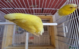 Budgerigars birds for sale: Budgies lutino for sale  - Image 12