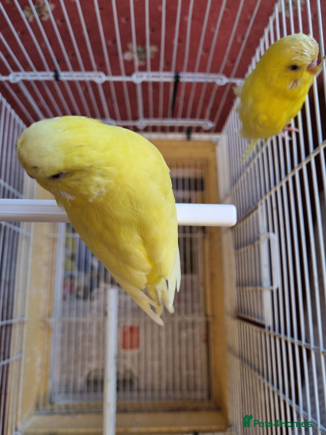 Budgerigars birds for sale: Budgies lutino for sale  - Image 12