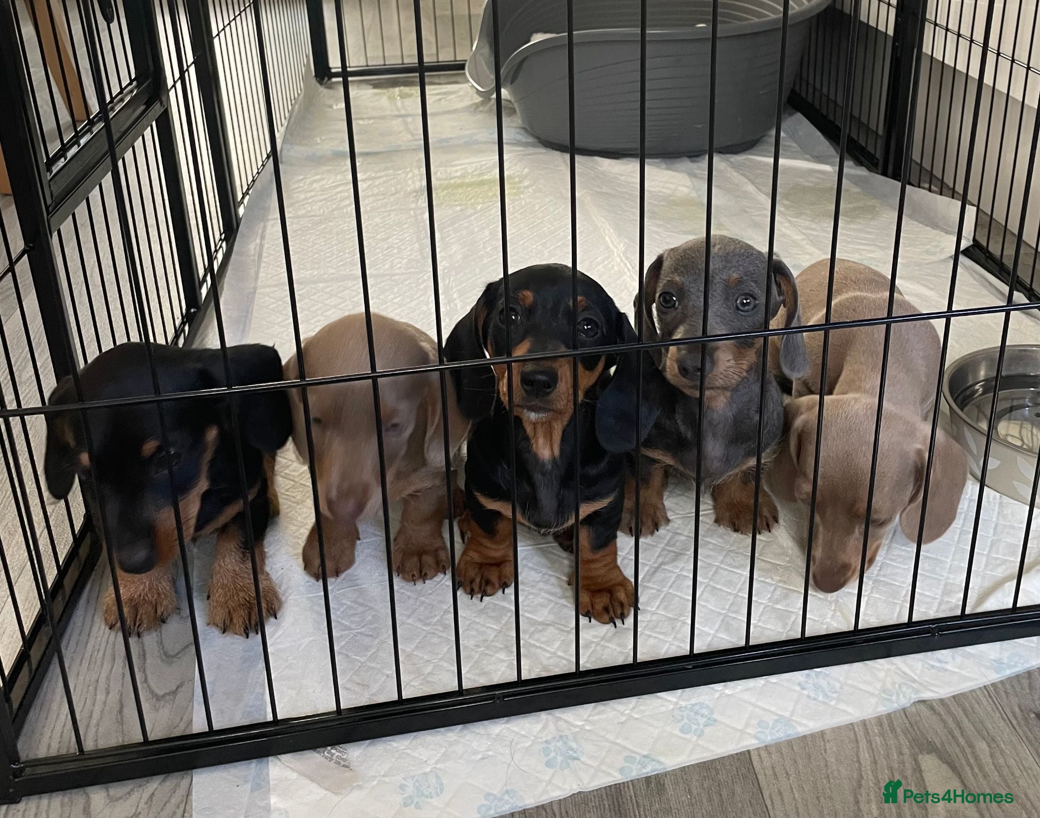 Dachshund dogs Ready Now!! - Miniature Dachshund Puppies - Advert 1