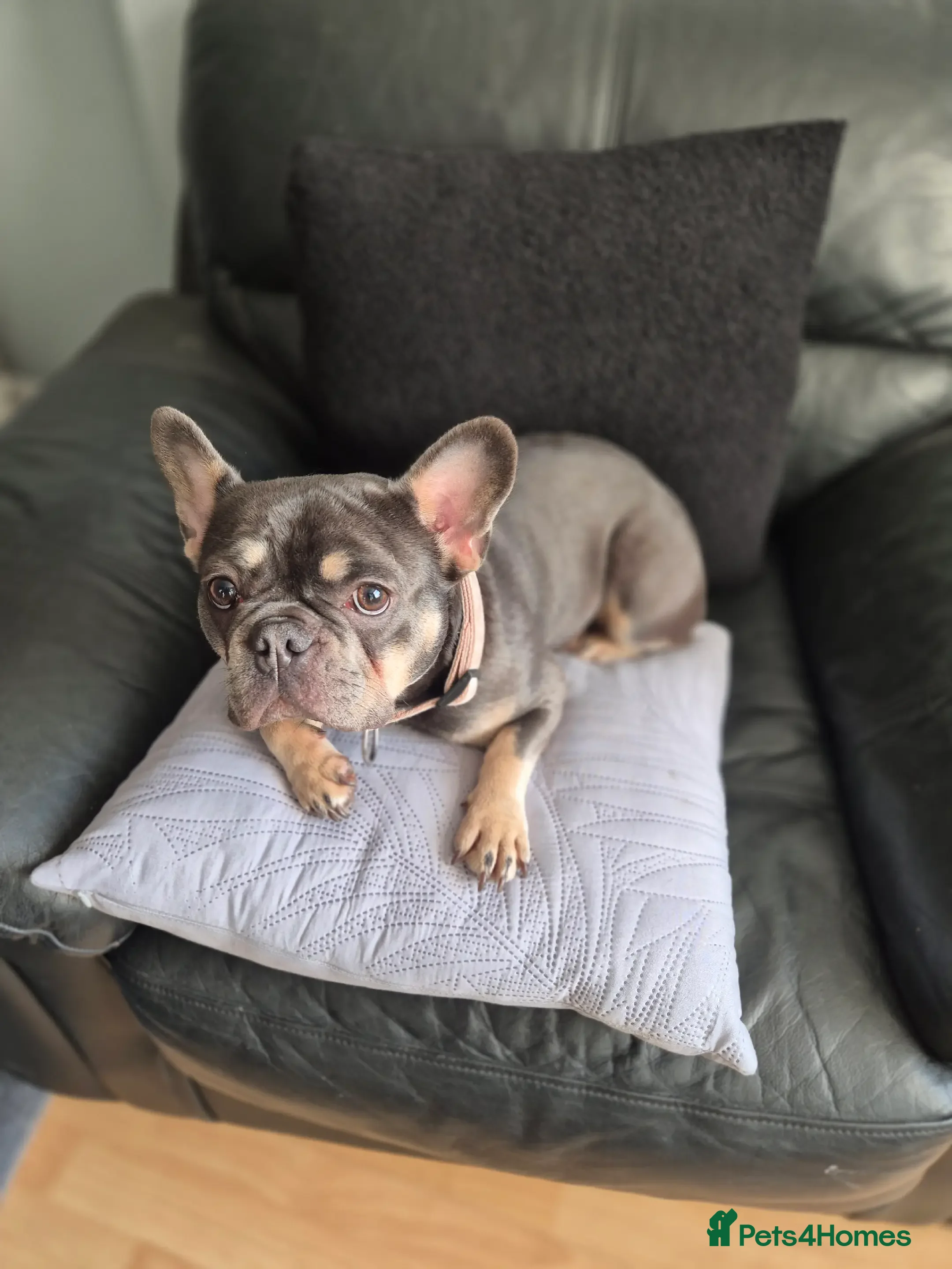 French Bulldog dogs Three KC registered French bulldogs  - Advert 2