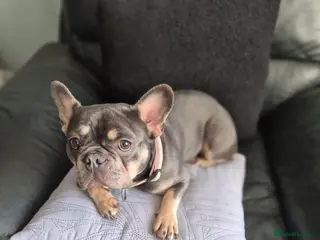 French Bulldog dogs Three KC registered French bulldogs - Advert 7
