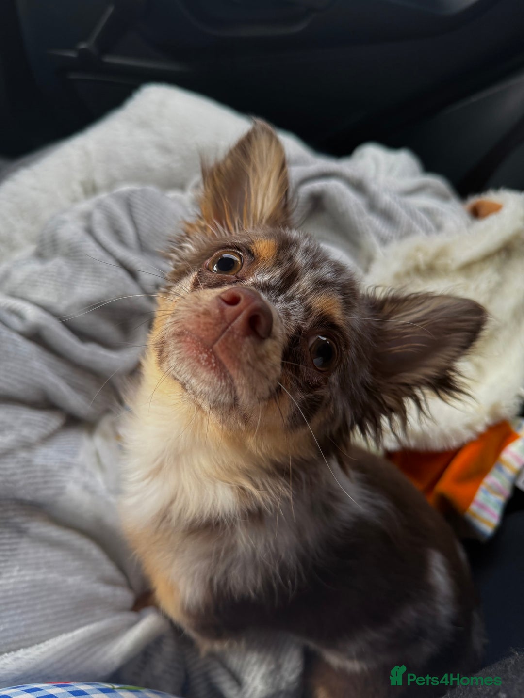 Chihuahua dogs for sale: Chocolate merle chihuahua  - Image 5