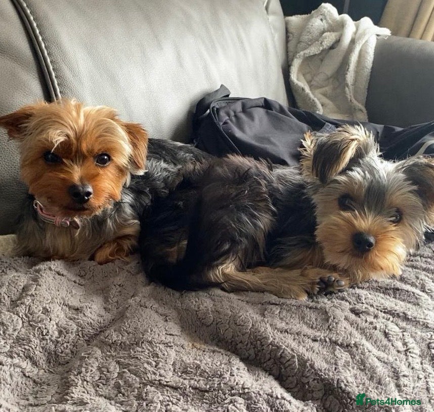 Yorkshire Terrier dogs Yorkshire terrier pups  - Advert 14