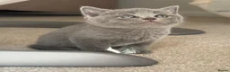 British Shorthair cats for sale: British short hair kittens  - Advert 4