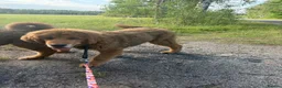 Tibetan Mastiff dogs for sale: Tibetan mastiff puppy  - Advert 5