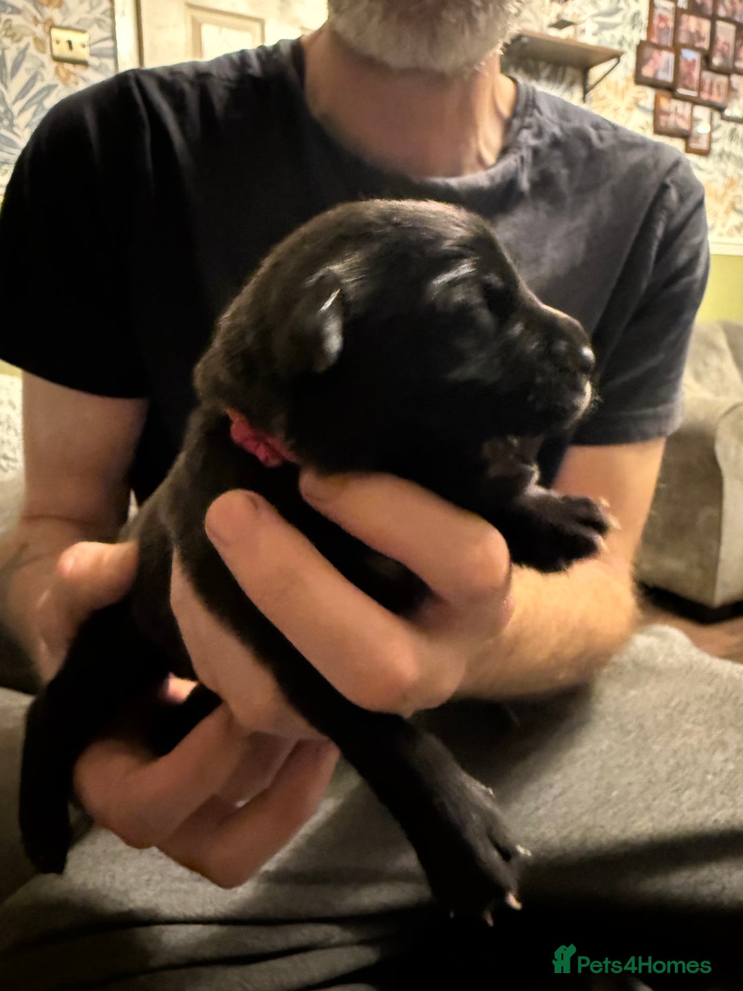 Mixed Breed dogs for sale: Mastador pups - Image 13