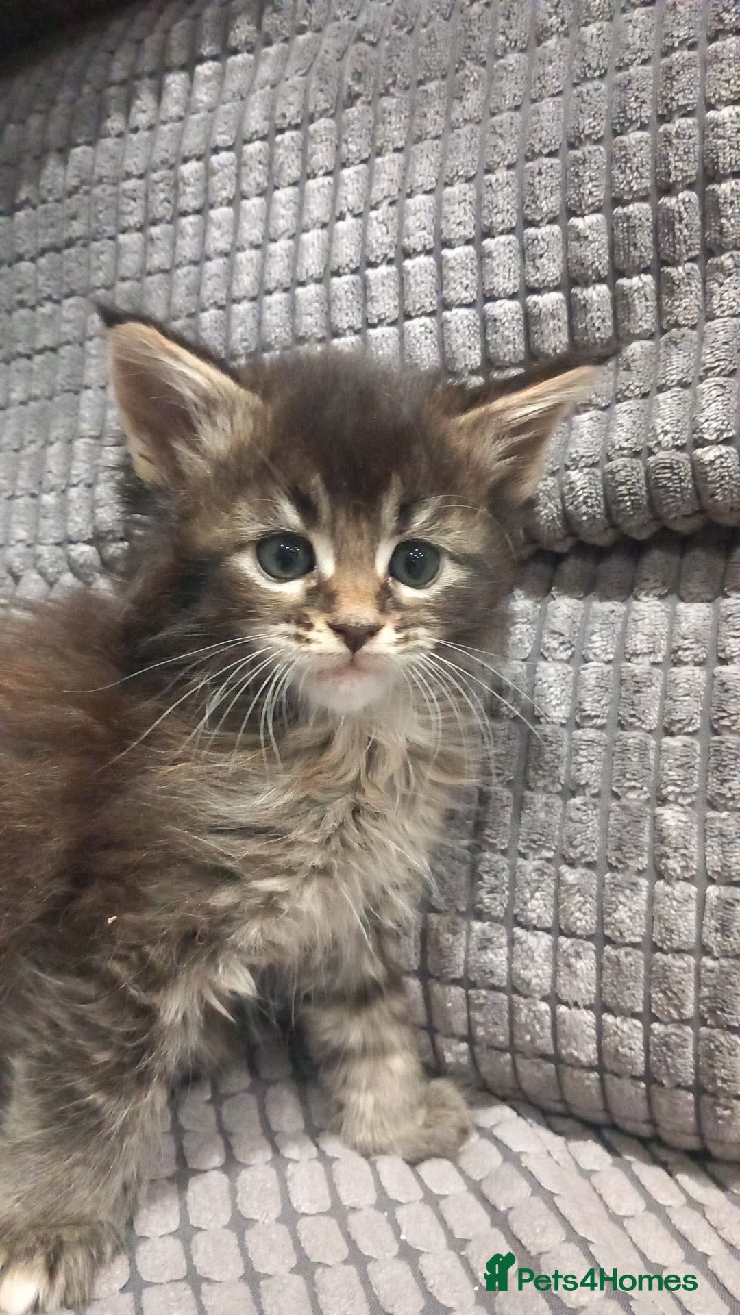 Maine Coon cats for sale: Beautiful Maine Coon kittens  - Advert 7