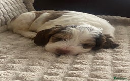 Cockapoo dogs for sale: Beautiful cockapoo puppies - Image 10