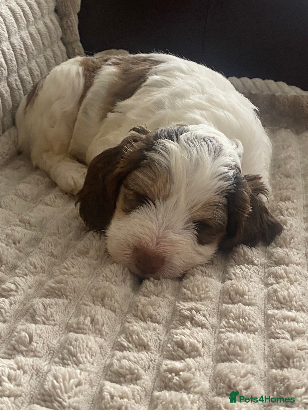 Cockapoo dogs for sale: Beautiful cockapoo puppies - Image 10