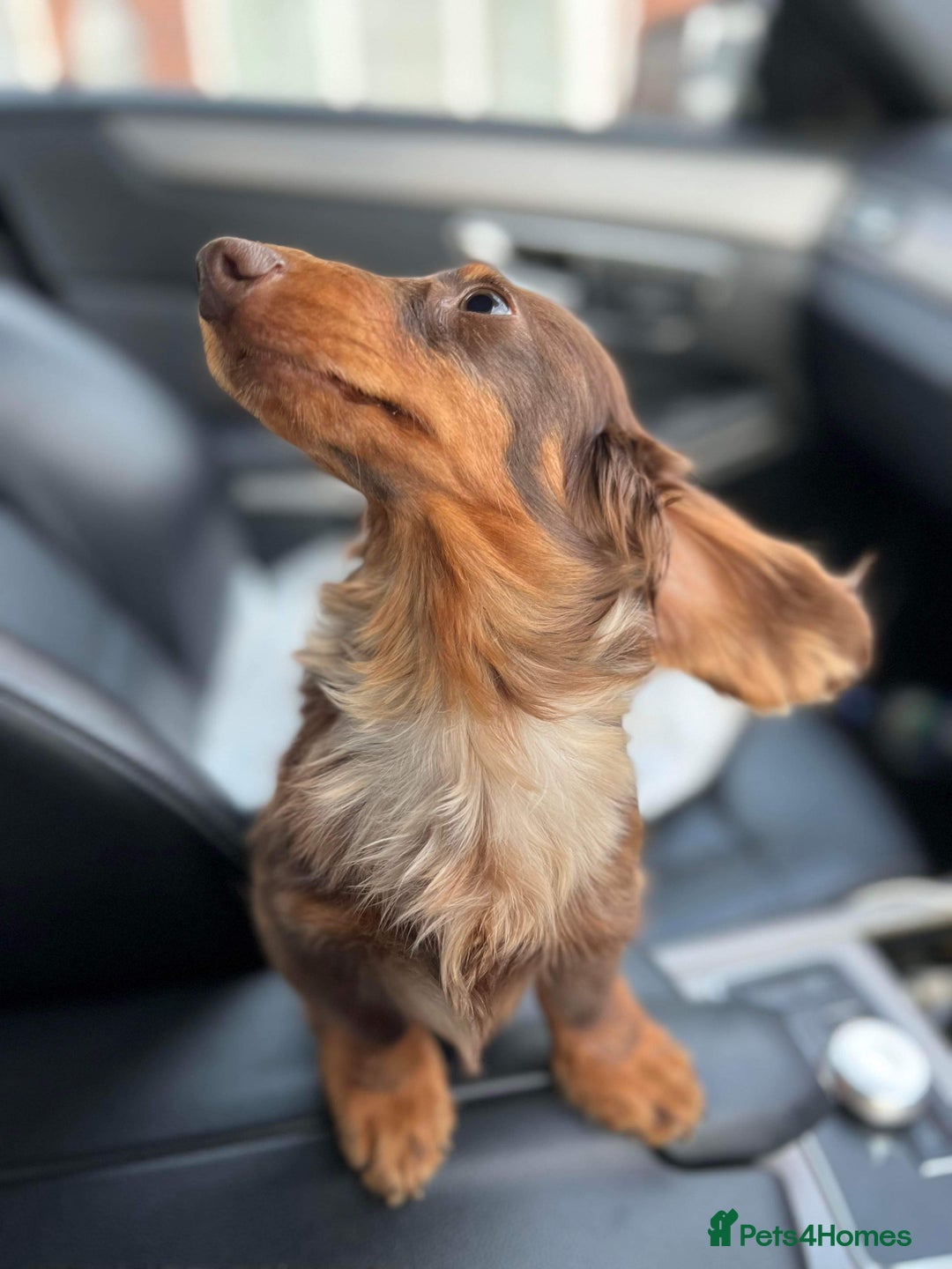 Miniature Dachshund dogs for stud: Long & Short Haired Studs – Mobile Available in Oldham - Advert 3