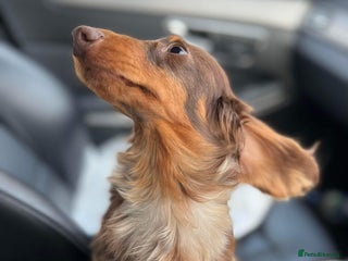 Miniature Dachshund dogs Long & Short Haired Studs – Mobile Available in Oldham - Advert 7