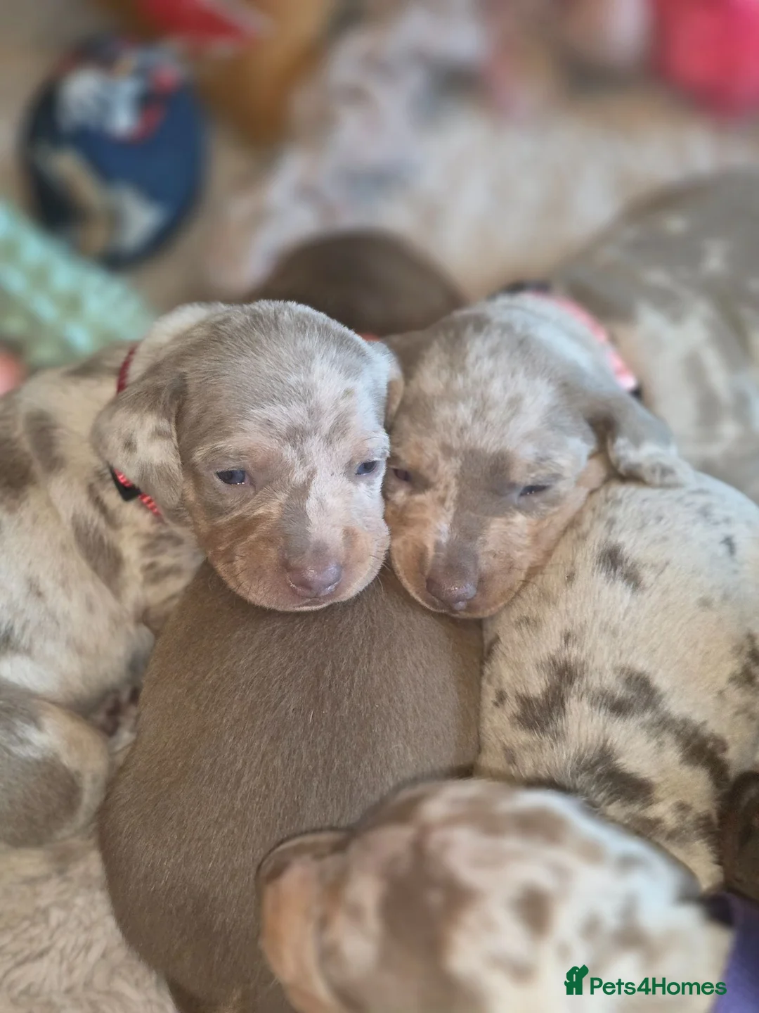 Dachshund dogs for sale: Dapple Daschund puppies - Advert 1