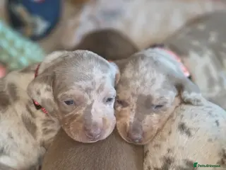 Dachshund dogs Dapple Daschund puppies - Advert 3