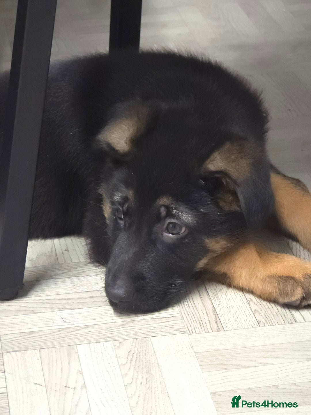 German Shepherd dogs for sale: Chunky German shepherd puppies for sale  - Advert 23