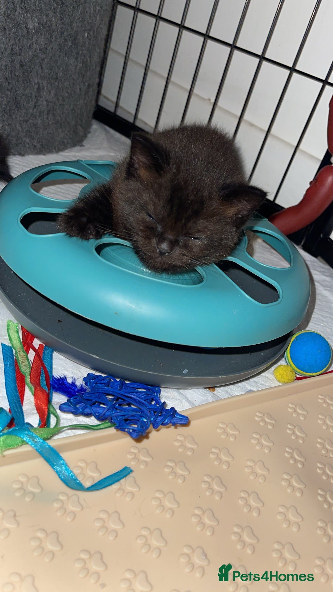 Scottish Fold cats for sale: Bombay  in Lee-on-the-Solent - Image 7