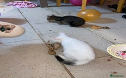 Mixed Breed cats for sale: kittens Bengal x microchipped flea/worm.insured.  - Image 10