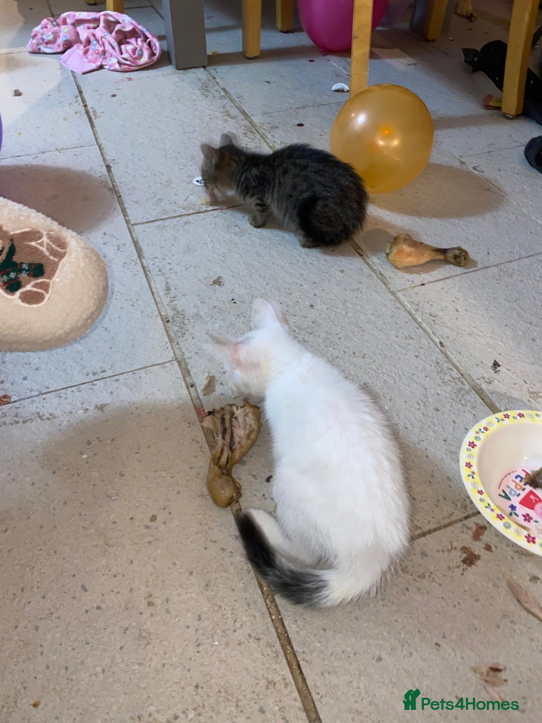 Mixed Breed cats for sale: kittens Bengal x microchipped flea/worm.insured.  - Image 10