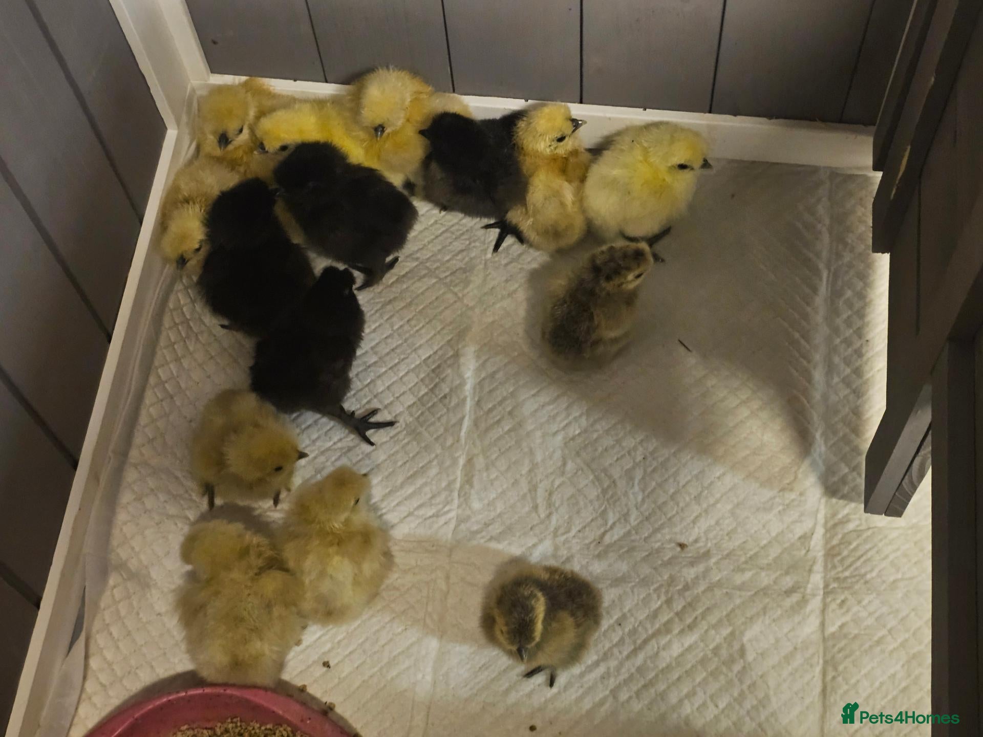 Chickens poultry for sale: 🐥 Silkie Chicks available now 🐥 - Advert 2