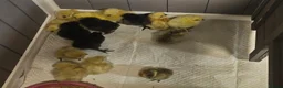 Chickens poultry for sale: 🐥 Silkie Chicks available now 🐥 - Advert 1
