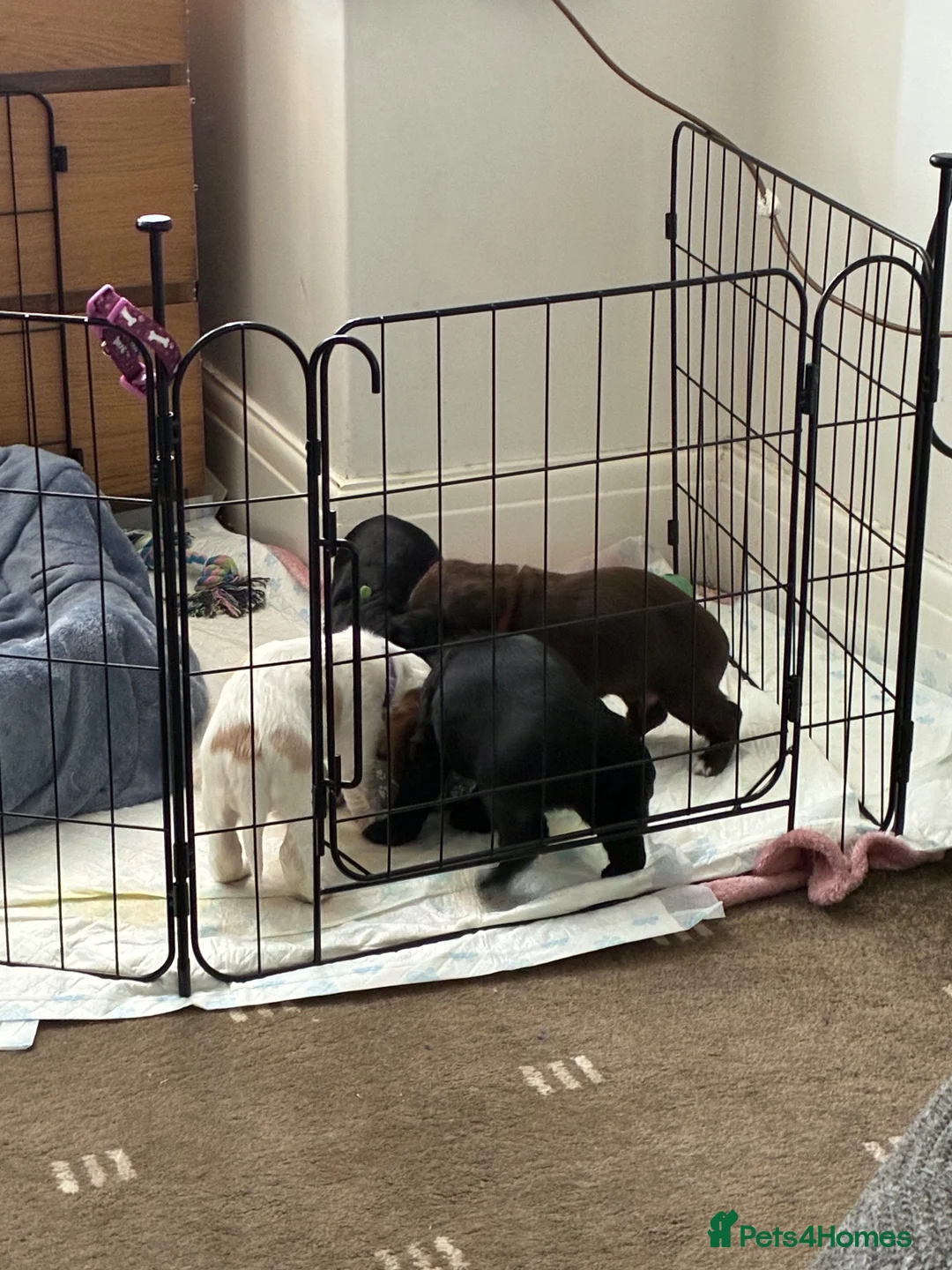 Cocker Spaniel dogs for sale: Working Cocker spaniel puppies - Advert 2