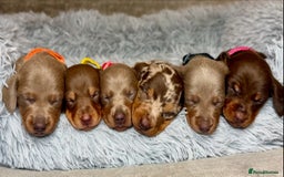 Miniature Dachshund dogs for sale:  READY NOW Quality minismooth haired dachshunds 🐾 - Image 8