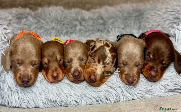 Miniature Dachshund dogs - Advert 2