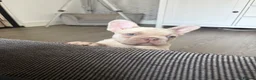 French Bulldog dogs for sale: Meet Bear 🐻 in Saint Helens - Advert 8