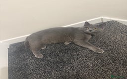 British Shorthair cats for sale: British Shorthair 1 years old for new home  - Image 1