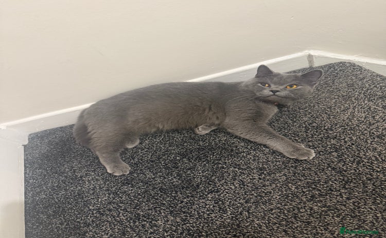British Shorthair cats - Advert 14
