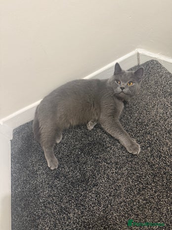 British Shorthair cats - Advert 14