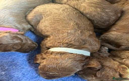 Cockapoo dogs for sale: Gorgeous F1b fox red cockapoo puppies  - Image 28