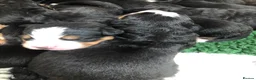 Bernese Mountain Dog dogs for sale: Stunning Bernese mountain puppies - Advert 10