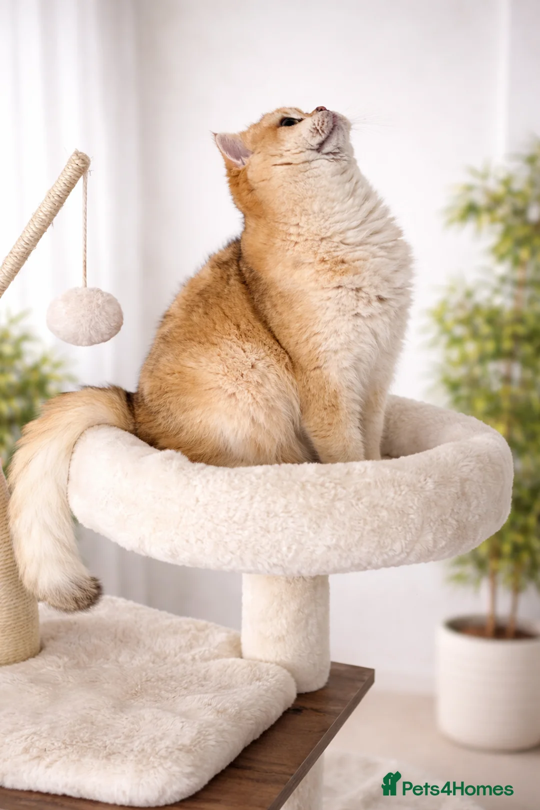 British Shorthair cats for sale: 🏆Tica registered BRI ny12 British Shorthair Boy🏆 - Advert 7