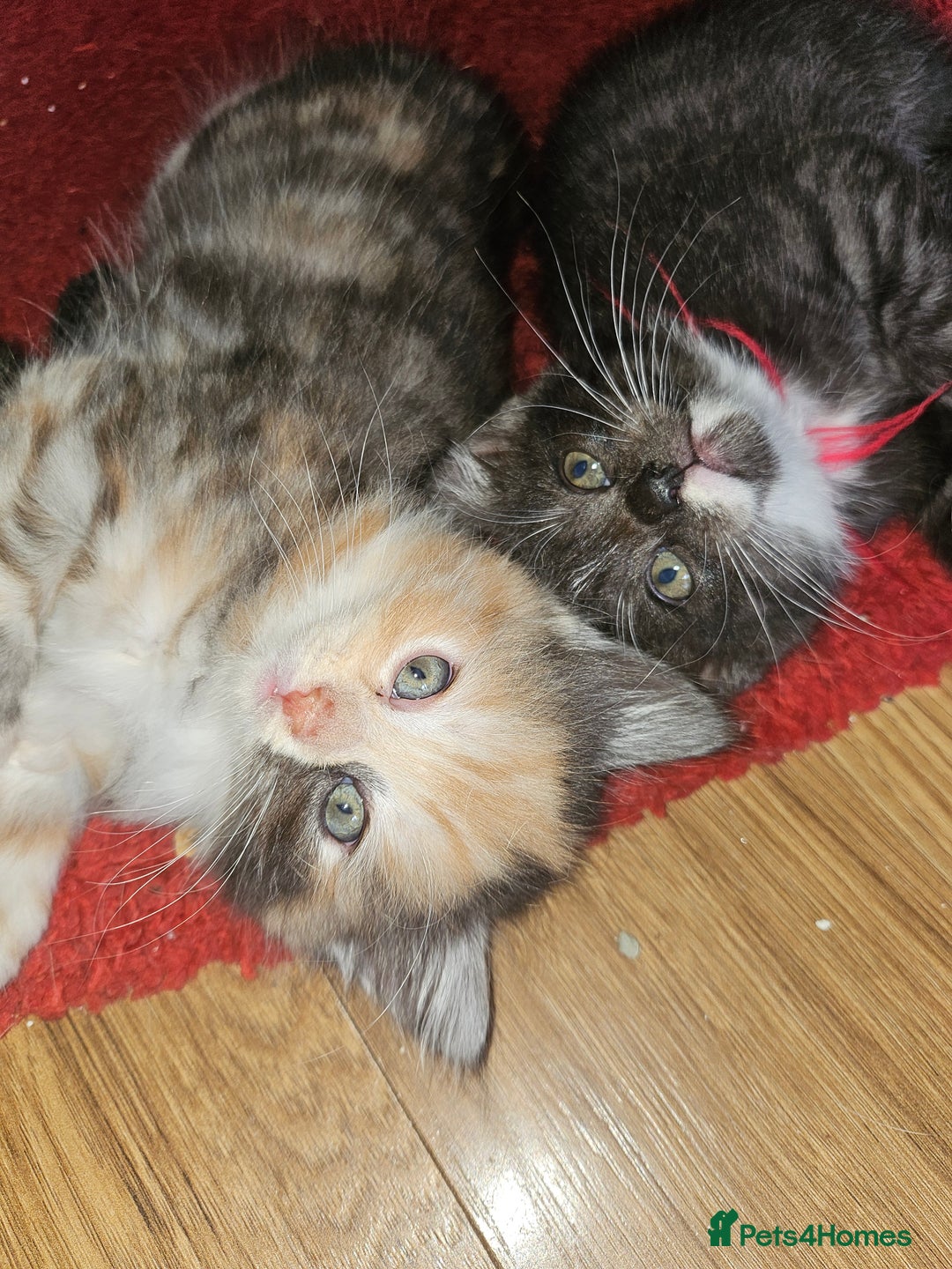 Mixed Breed cats for sale: Quarter persian fluffy kittens for sale - Image 18