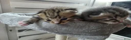 Mixed Breed cats for sale:  Two adorable boys looking for loving homes - Advert 4